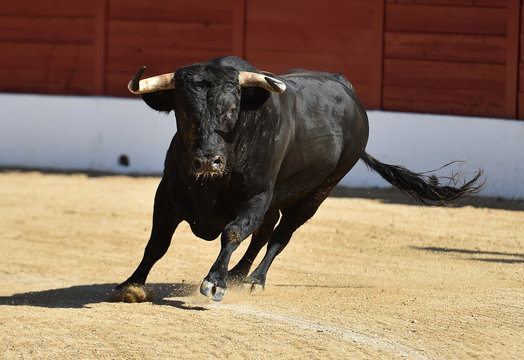 majestuoso toro espa&ntilde;ol