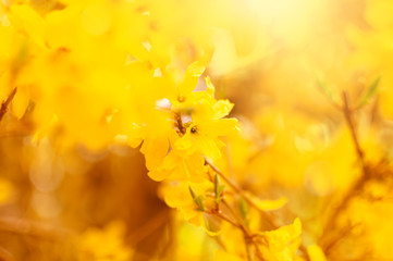 Flower composition with yellow forsythia flowers, copy space for text