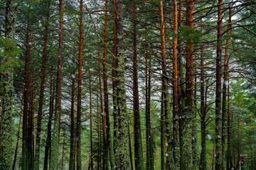 Obraz premium śnieżny las