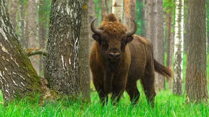 Gordijnen Europese bizon (Bison bonasus) gevangen in Oka-natuurreservaat, Rusland © adventure