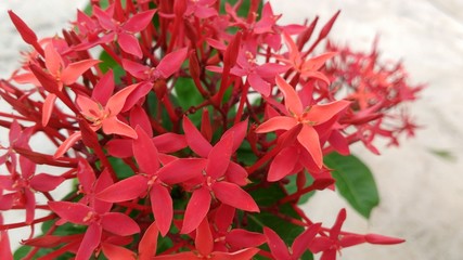 Fototapeta premium red flowers on a white background