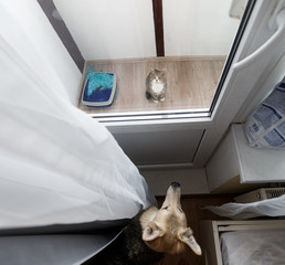 Unhappy cat with dog on bed at home