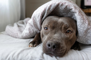 Focused young dog lying under blanket on bed
