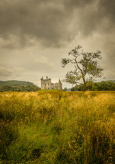 Old tree in a wheat field with old castle ruin in the background