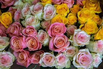 Naklejka na ściany i meble Background of beautiful roses close-up