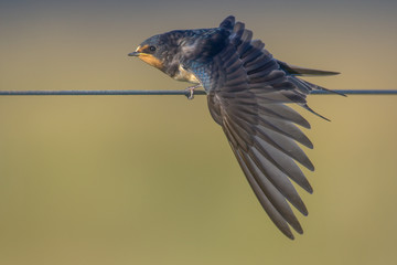 Barn Swallow hirundo rustica