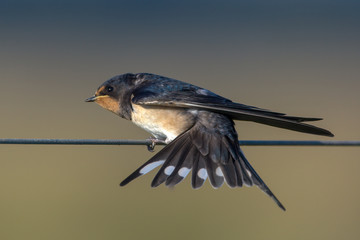 Barn Swallow hirundo rustica