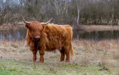 closeup galloway with big horns