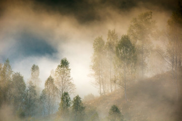 Obraz na płótnie Canvas Beautiful misty and foggy morning in golden hour on a peaceful meadow.