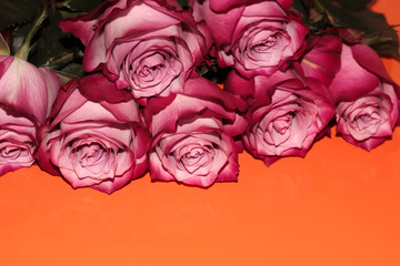Pink rose buds on an orange background. Colorful flowers for postcards.