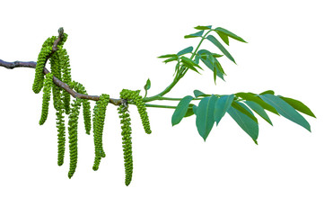 Obraz premium Spring twig with catkins of walnut tree on white isolated background 