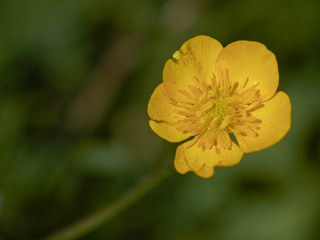 Close-up of a bright yellow buttercup