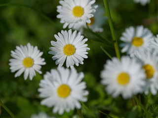 Obraz na płótnie Canvas Close-up of white daisies in a meadow