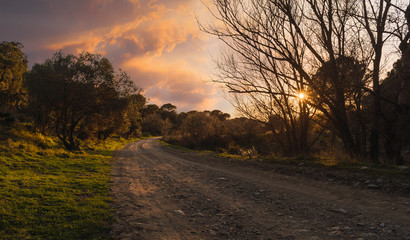 Landscape of a rural path between trees in a sunset with golden hour with orange clouds in the sky