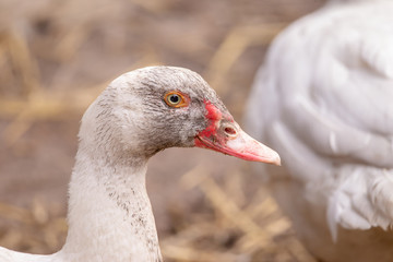 Duck head portrait with copy space at the organic farm.