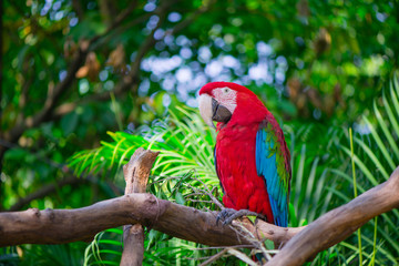 Portrait of colorful Scarlet Macaw parrot against jungle background © MINXIA