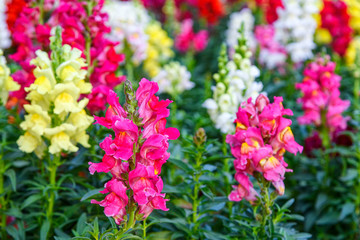 Beautiful Antirrhinum majus dragon flower is blooming in the garden.
