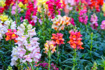 Beautiful Antirrhinum majus dragon flower is blooming in the garden.