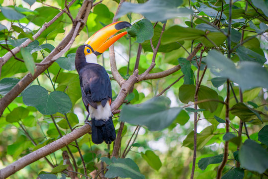 The beautiful toucan is on the green tree.