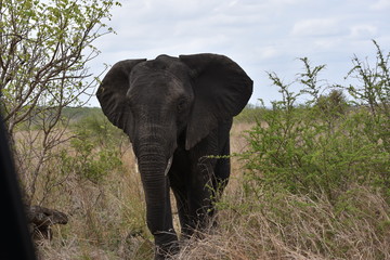 Obraz premium Elephants in the park