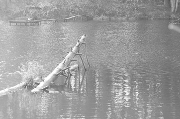 Obraz premium Winter view over lake with thin blue ice to opposite bank. Dry old stalks of grass and reeds on the bank, dark blue and green needles tree, naked leaves tree. Black and white photo.