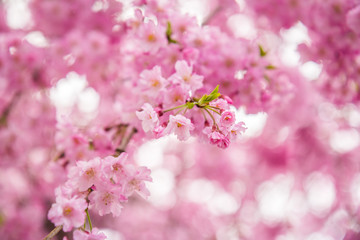Fototapeta na wymiar japanese cherry blossoms sakura tree