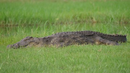 Crocodile sleeping on a grassfield near a river