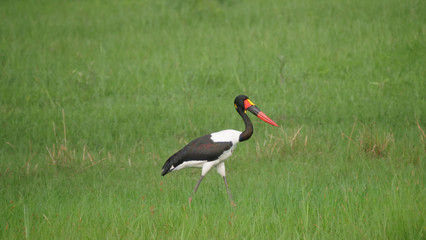 Saddle-billed stork in a wetland