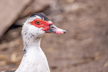 Duck head portrait with copy space at the organic farm.