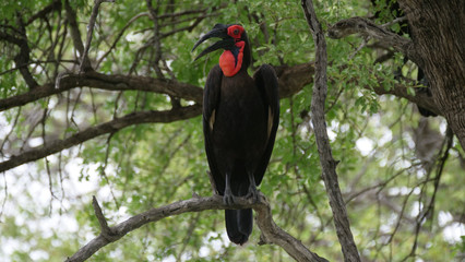 Southern ground hornbill in a tree