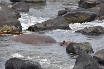 hippo in the rocks