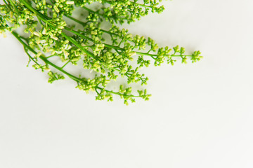 Closeup Siamese neem tree, green vegetable isolated on white background