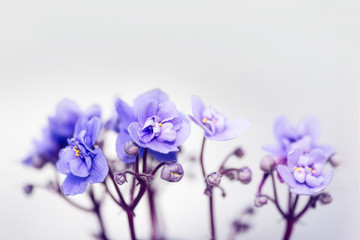 Fototapeta na wymiar Beautiful pot flowers Violets