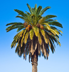 Single palm tree with coconuts and a blue sky