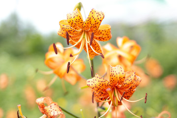 Blooming flower tiger lily decorates summer or spring garden. Blurred background