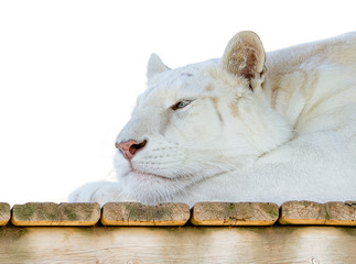 Albino tigress lying resting with white background