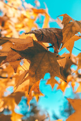 Fototapeta premium Hojas de arbol