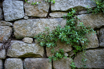 stone wall with ivy background