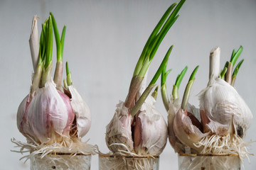 Sprouted garlic isolated on light background. Natural medicine concept.  Germination concept.