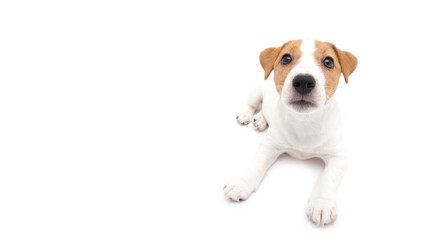 Jack Russell Terrier puppy isolated on white background