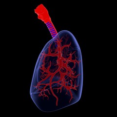 3d illustration human lungs 3D render