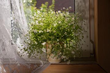 Bouquets of spring   flowers on the windowsill.  Chickweed flowers 