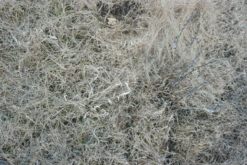  gray wild meadow texture
