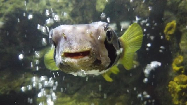 Porcupine fish close up. A little cute Pufferfish Swimming and smile in aquarium. porcupinefish, Tetraodontidae