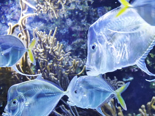 poisson argenté bleu