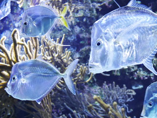 poisson argenté bleu