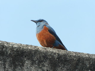 堤防の上に留まる雄のイソヒヨドリ