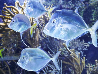 poisson argenté bleu