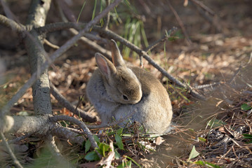 Little European rabbit, on the island of Ohkunoshima in Hiroshima Prefecture. Japan