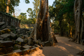 Un arbre centenaire au pied de pierres du temple Ta Prohm dans le domaine des temples de Angkor, au Cambodge